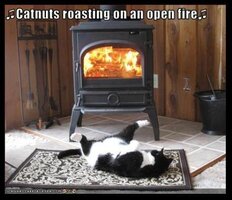 cat nuts.jpg